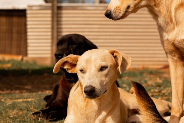 Município de Xanxerê é contemplado pelo Programa Pet Levado a Sério