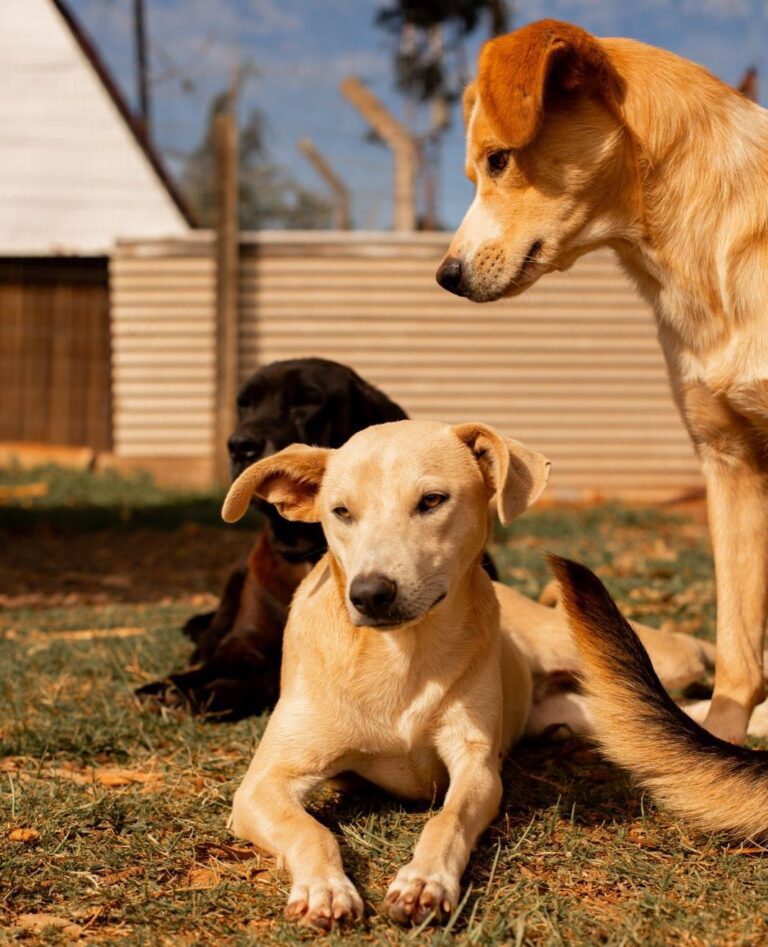 Município de Xanxerê é contemplado pelo Programa Pet Levado a Sério