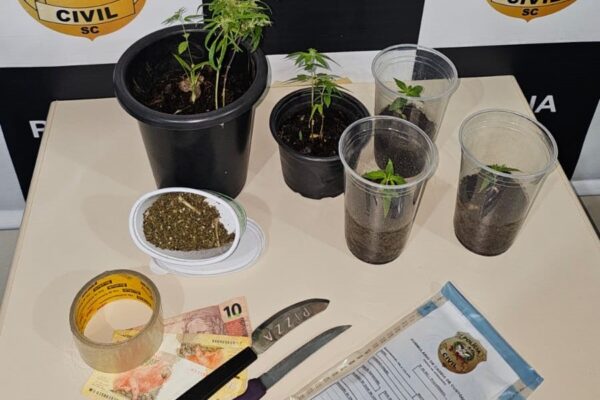 Operação da policia civil de Faxinal em Xanxerê resulta na apreensão de cinco vasos de maconha, drogas e celular durante mandado de busca.