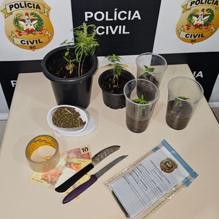 Polícia Civil apreende plantas de maconha em Xanxerê