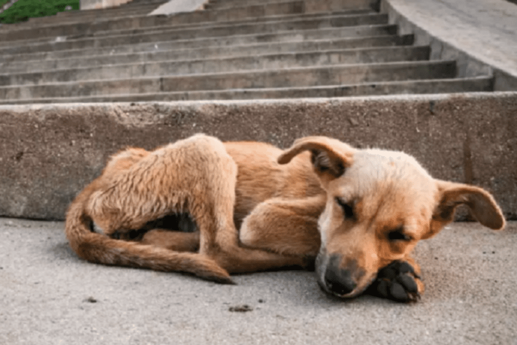 Nova lei reconhece e garante proteção a animais cuidados por comunidades em Santa Catarina.