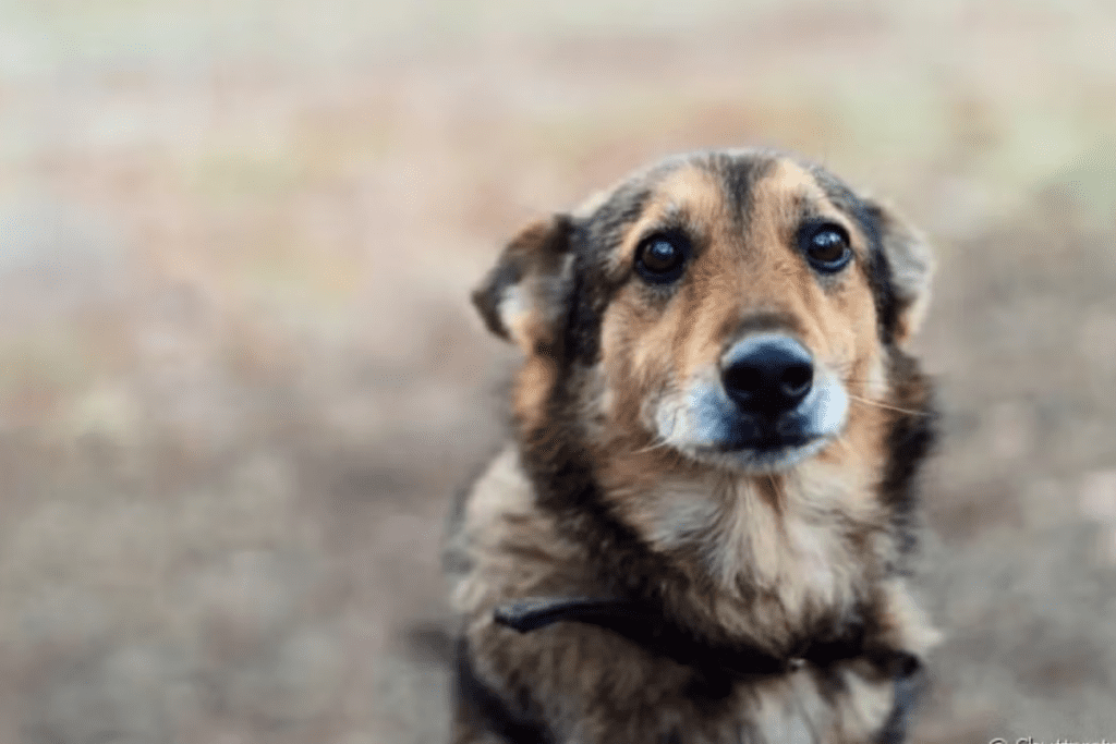 Nova lei reconhece e garante proteção a animais cuidados por comunidades em Santa Catarina.