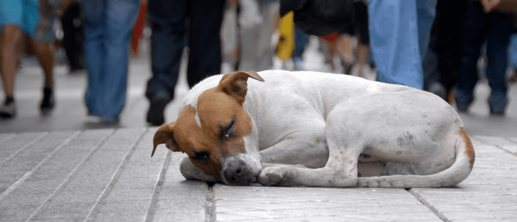 Nova lei reconhece e garante proteção a animais cuidados por comunidades em Santa Catarina.