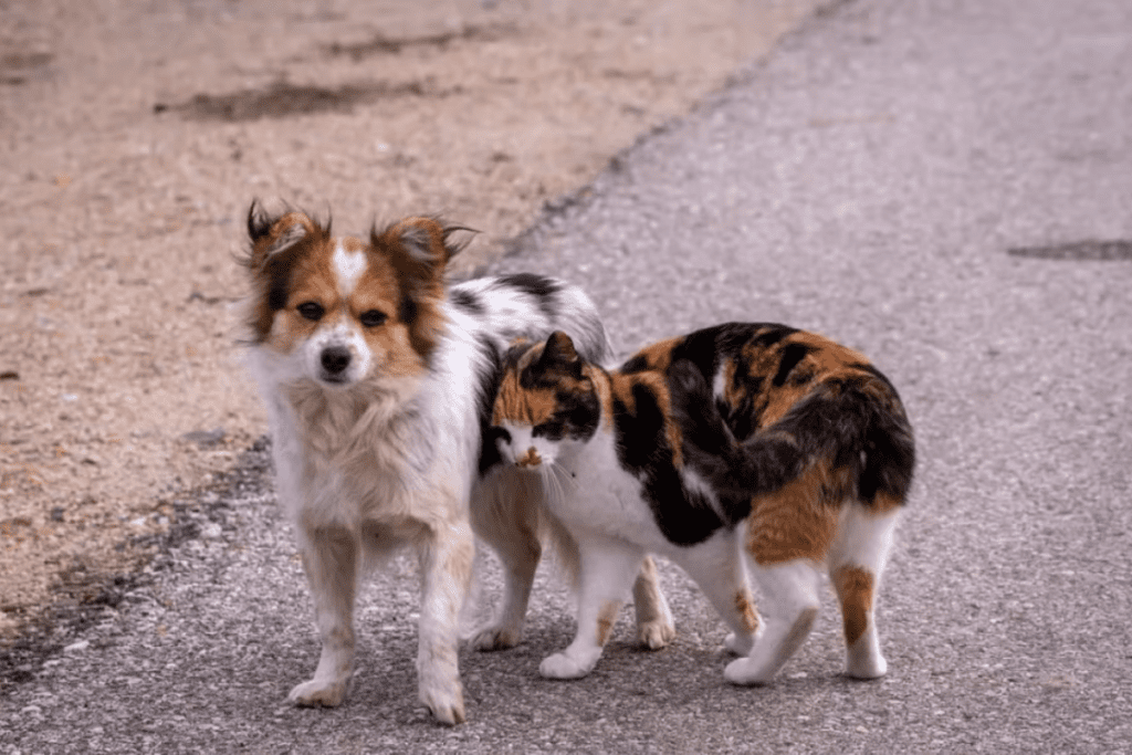 Nova lei reconhece e garante proteção a animais cuidados por comunidades em Santa Catarina.