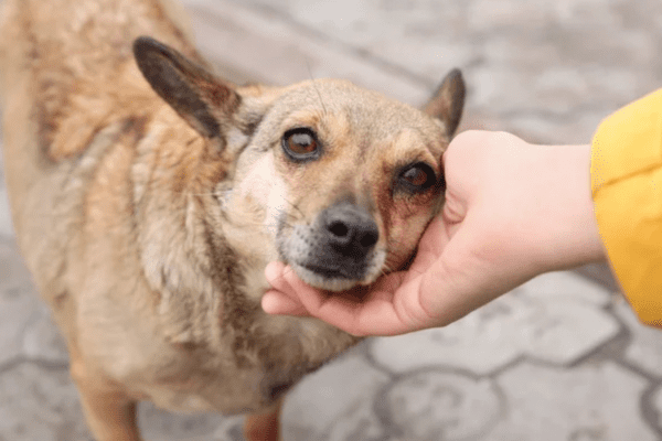Nova lei reconhece e garante proteção a animais cuidados por comunidades em Santa Catarina.