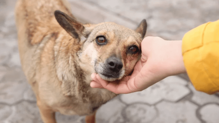 Nova lei reconhece e garante proteção a animais cuidados por comunidades em Santa Catarina.