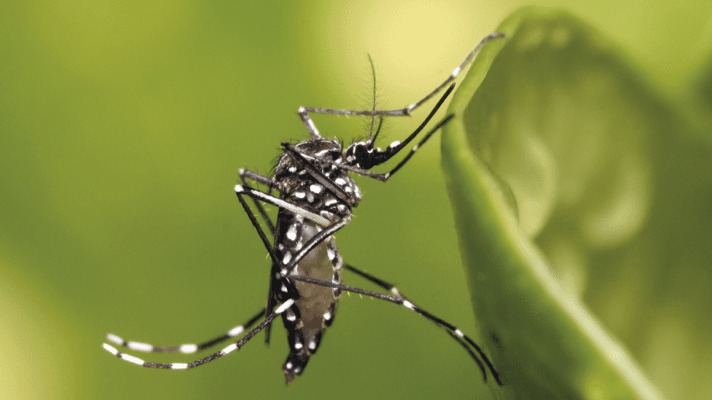 Mosquito Aedes aegypti, transmissor da Chikungunya