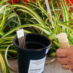 Xanxerê implanta ovitrampas no combate ao Aedes aegypti