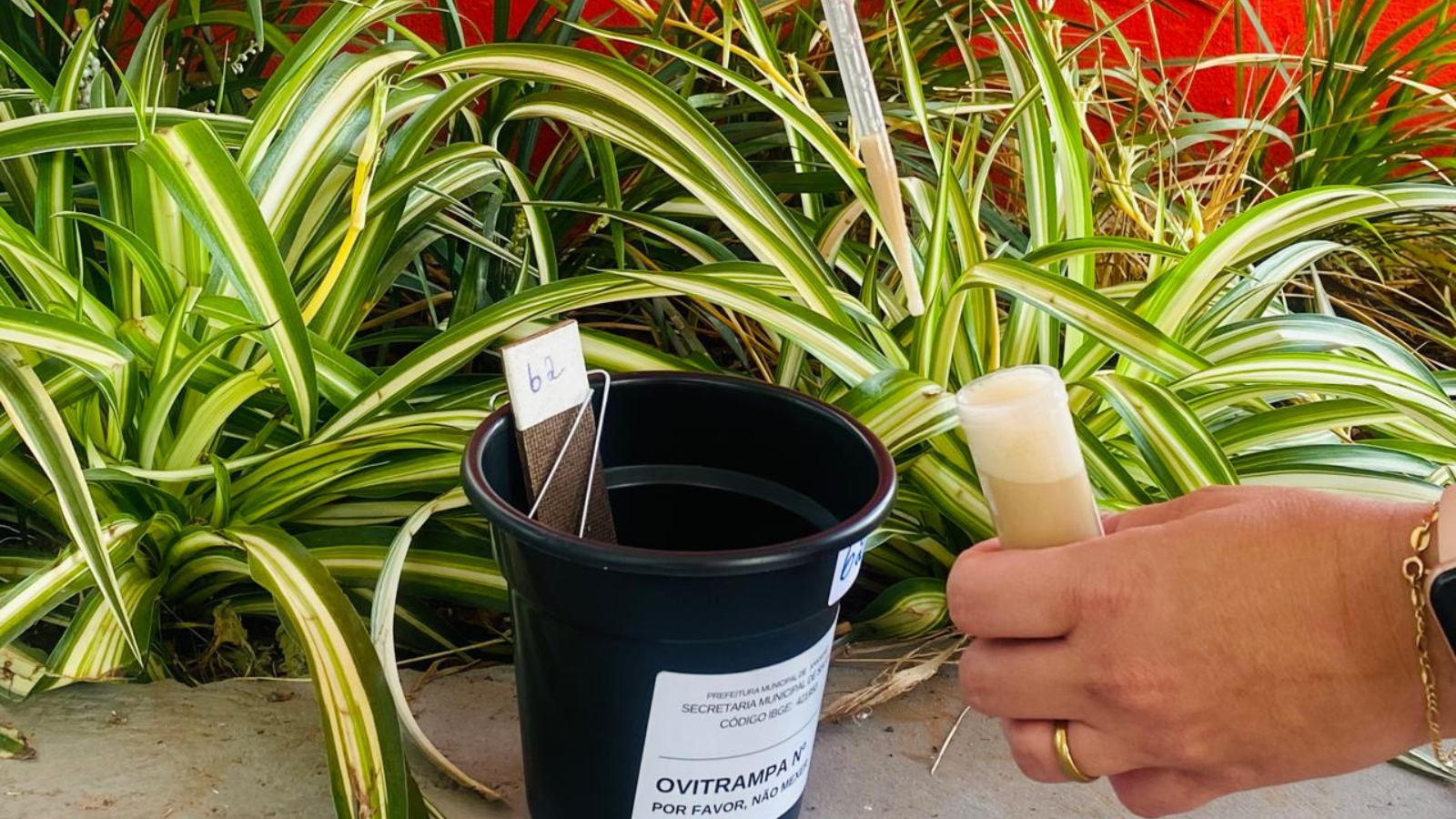 Xanxerê implanta ovitrampas no combate ao Aedes aegypti