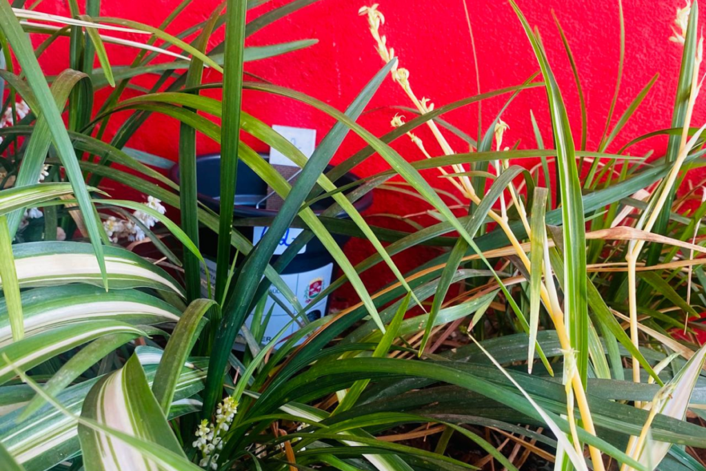 Xanxerê reforça o combate ao aedes aegypti com ovitrampas e amplia ações contra dengue, zika e chikungunya.