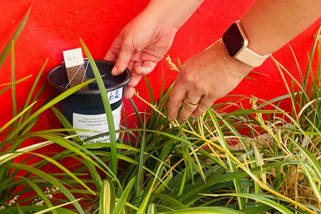 Xanxerê reforça o combate ao aedes aegypti com ovitrampas e amplia ações contra dengue, zika e chikungunya.