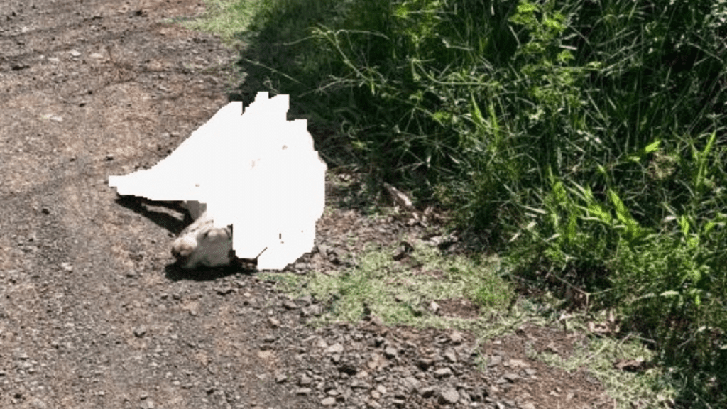 Pitbull é abatido após ataque a idosa em Xanxerê