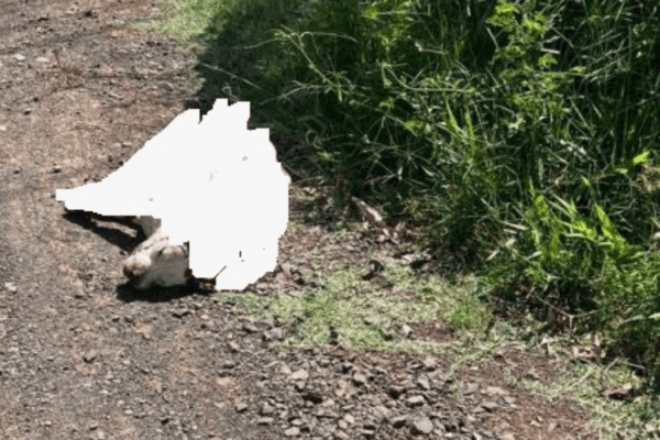 Pitbull é abatido após ataque a idosa em Xanxerê