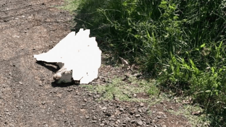 Pitbull é abatido após atacar animais e ameaçar idosa em Xanxerê