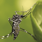 Casos de dengue e chikungunya em Xanxerê são confirmados em mãe e filho