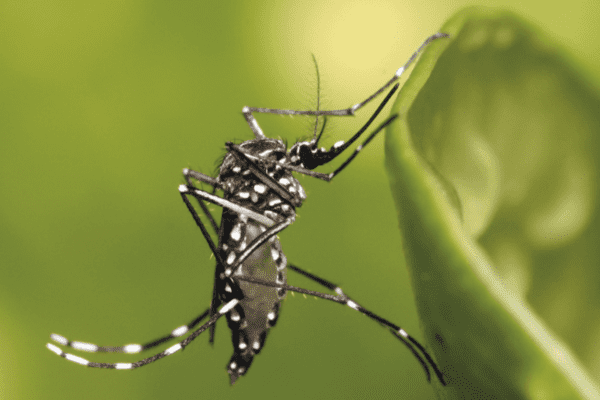Casos de dengue e chikungunya em Xanxerê são confirmados em mãe e filho