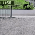 Um homem se aproximando de um cavalo, soltando a corda que o prende.