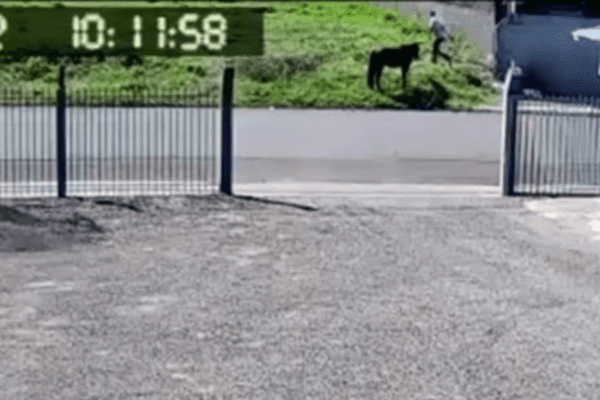 Um homem se aproximando de um cavalo, soltando a corda que o prende.