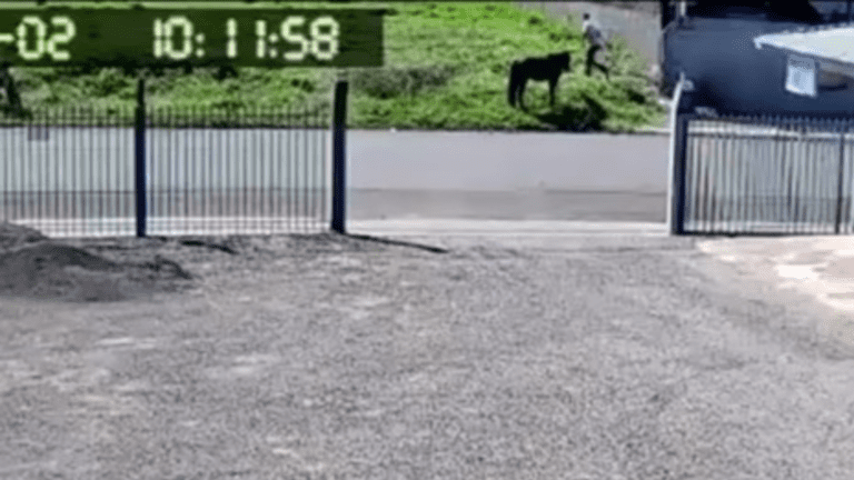 [Vídeo] Câmeras flagram roubo de égua em Xanxerê