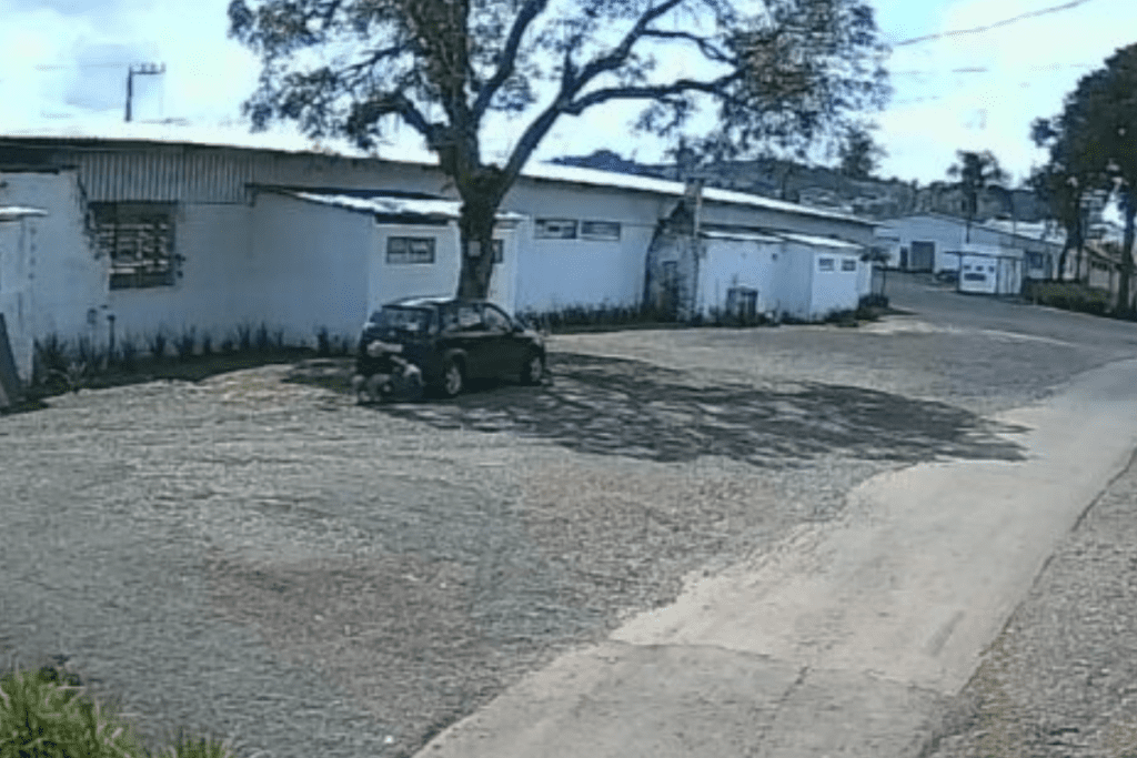 Veículo estacionado com pessoas próximas, no canteiro de flores de cócoras robando as folhagens no parque de exposições de Xanxerê