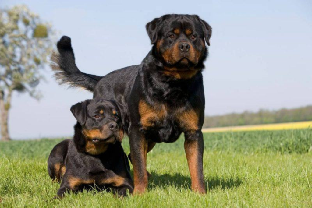 Dois Rottweilers, lado a lado. Um agachado e outro de pé.