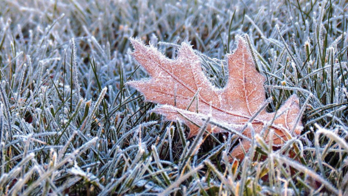 Folha congelada sobre grama gelada destacando onda de frio no oeste de SC