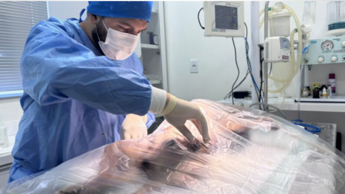Veterinário realizando castração em animal.