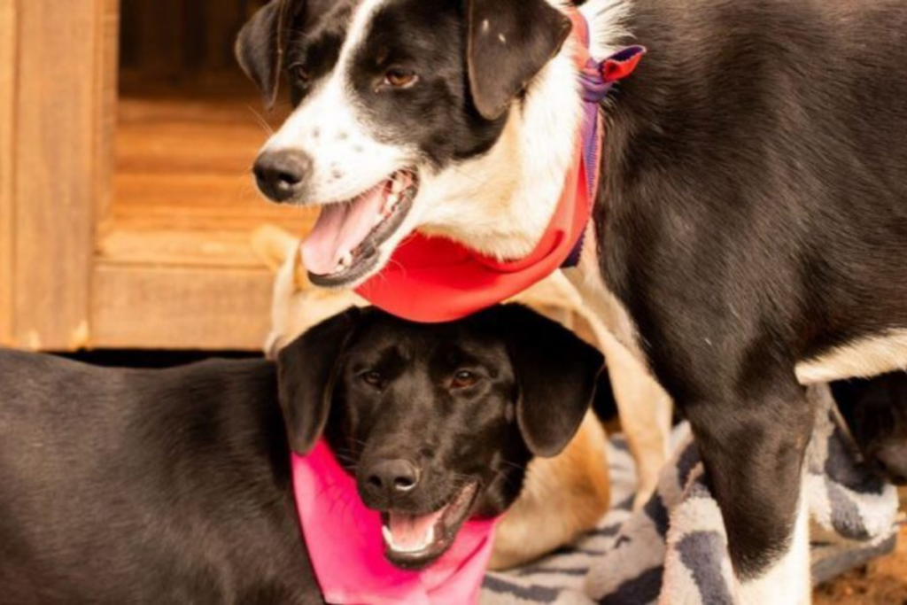 Dois cães felizes com lenços coloridos.