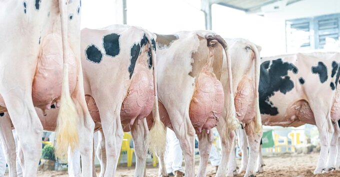 Vacas de leite