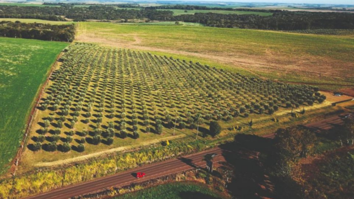 Vista aérea da plantação de oliveiras em Campo Erê/SC