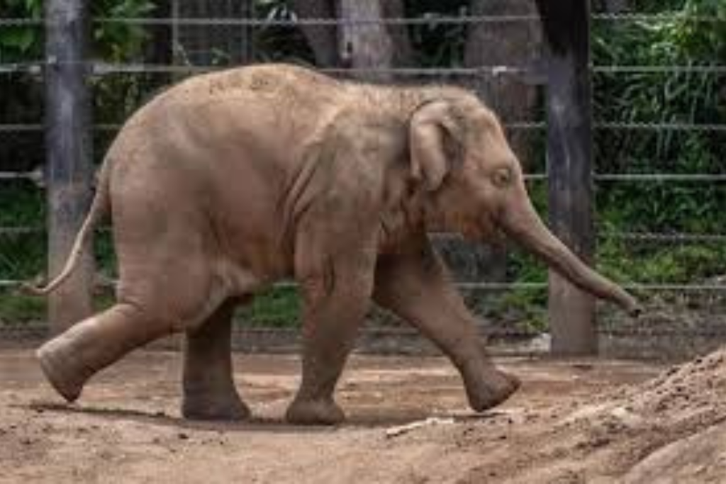 Elefanta mantida há décadas em parque de Penha será transferida para um santuário em Mato Grosso.
