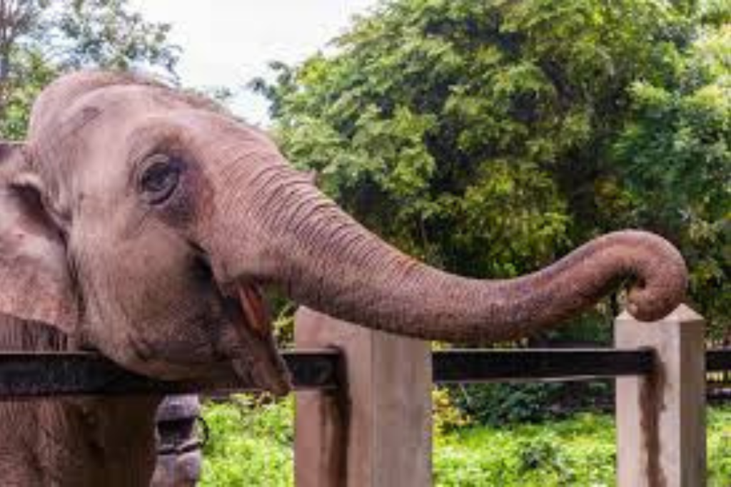 elefanta mantida há décadas em parque de Penha será transferida para um santuário em Mato Grosso.