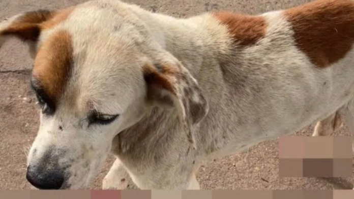 Cão malhado